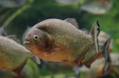 Close-up of fish swimming in sea