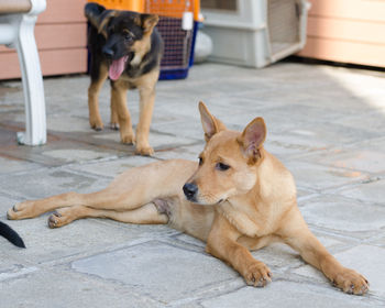 Portrait of dog sitting outdoors