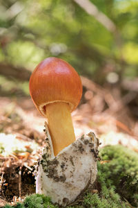 fungus