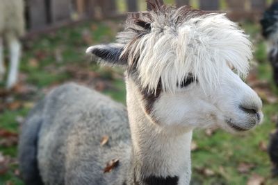 Close-up of a sheep on field