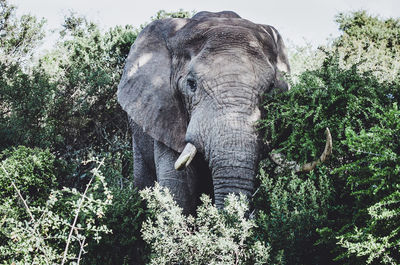 Close-up of elephant in forest