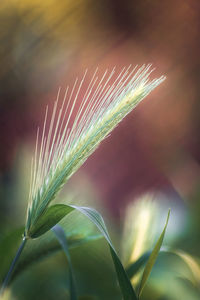 Close-up of fresh green plant