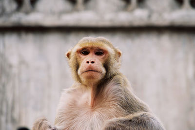 Close-up of monkey