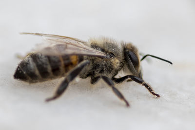 Honey bee landed on white surface