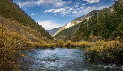 Scenic view of river amidst trees against sky