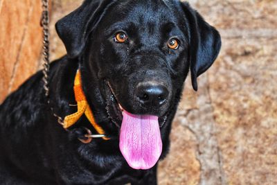 Close-up portrait of black dog