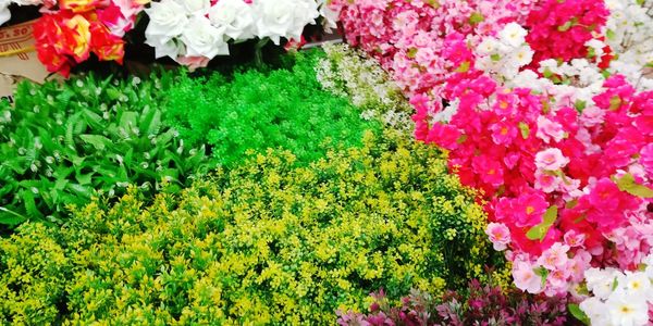 High angle view of pink flowering plants