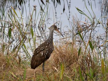 View of bird perching on grass