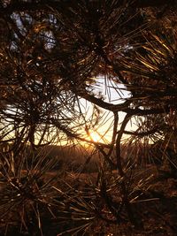 Silhouette trees in forest against sky at sunset