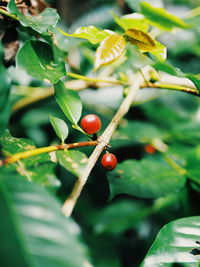 Close-up of red berries growing on tree