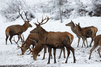 Deer on snow covered field