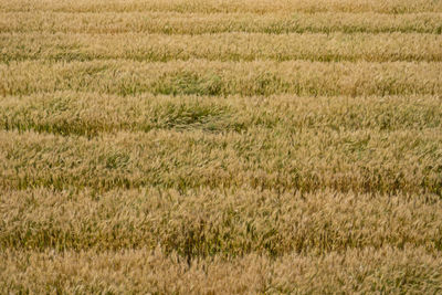 Full frame shot of corn field