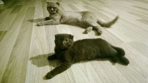 Cat lying on floor