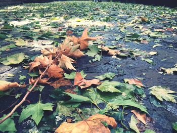 Leaves on field