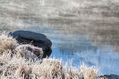 Close-up of grass in lake