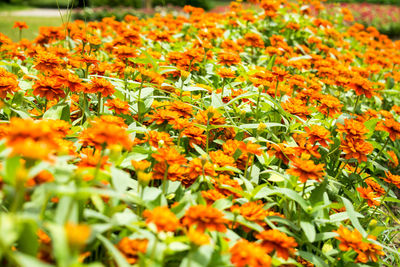 Close-up of orange flowers on field