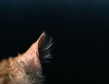 Close-up of a dog over black background