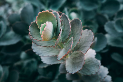 Close-up of flowering plant