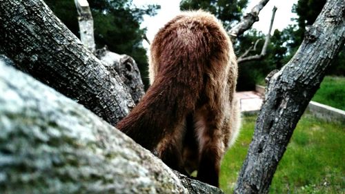 Close-up of sheep on tree trunk