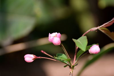 Close-up of pink flowers