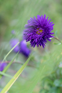 Close-up of purple flowering plant