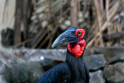 Close-up of black bird outdoors