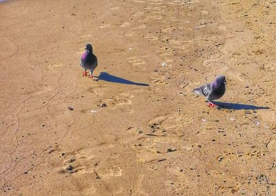 High angle view of pigeons on beach