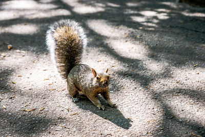 High angle view of squirrel on land