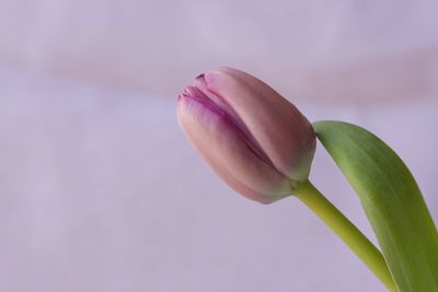 Close up of one tulip