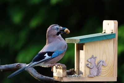 Close-up of eurasian jay with peanut on birdhouse