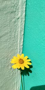 Close-up of yellow flower on wall