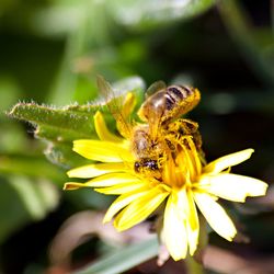 Close-up of bee on yellow flower