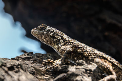 Close-up of lizard on rock