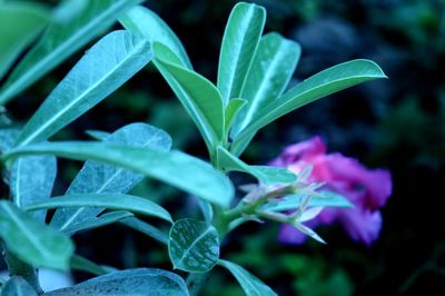 Close-up of purple flowering plant