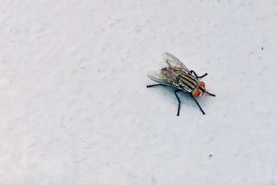 High angle view of fly on snow