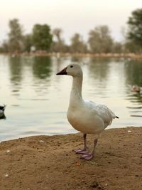 Seagull perching on a lake