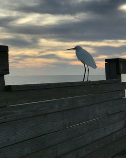Gray heron perching on sea against sky during sunset