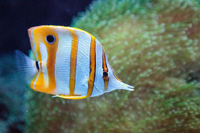 Close-up of fish swimming in aquarium