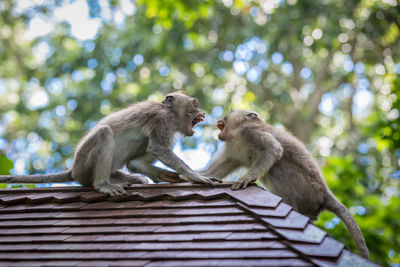 Low angle view of monkey sitting on tree