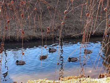Reflection of trees in lake