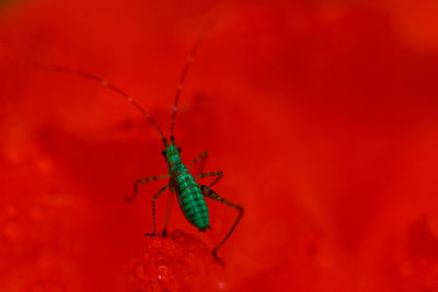 Macro green insect or bug on the red background