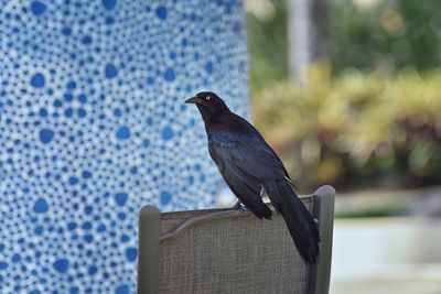 Great-tailed grackle bird close up in puerto vallarta mexico.