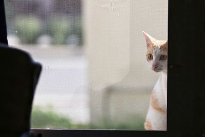 Portrait of cat looking through window at home