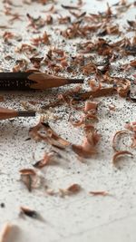 High angle view of fish on wet floor