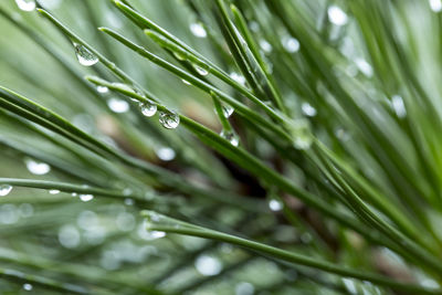 Full frame shot of raindrops on leaves