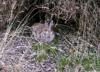 Close-up of rabbit in grass