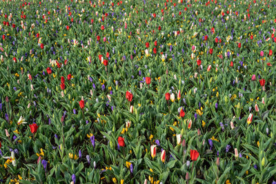 Full frame shot of flowering plants on field