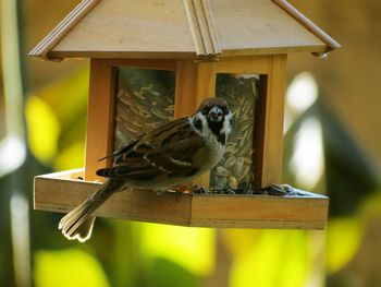 Close-up of bird perching on wood feeder