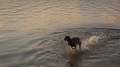 High angle view of dog running on beach