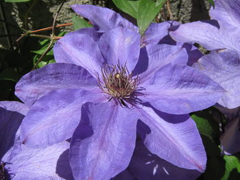 Close-up of purple flower blooming outdoors